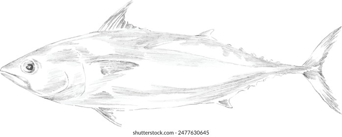 Tuna fish pencil sketch illustration