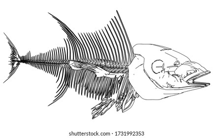 Esqueleto de los peces del atún ilustra. Esbozo abstracto de peces vectoriales en el fondo blanco