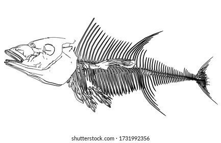 Abbildung der Skelettlinien von Thunfischen. Abstraktes Vektorfisch-Skelett auf weißem Hintergrund