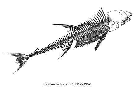 Tuna fish skeleton lines illustration. Abstract vector fish skeleton on the white background