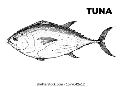 Tuna fish sketch. Hand drawn vector illustration. Seafood design element for packaging. Engraved style illustration. Can used for packaging design