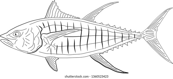 Tuna fish, vector black lines.