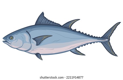 Tuna fish. Vector illustration of a fish on a white background.