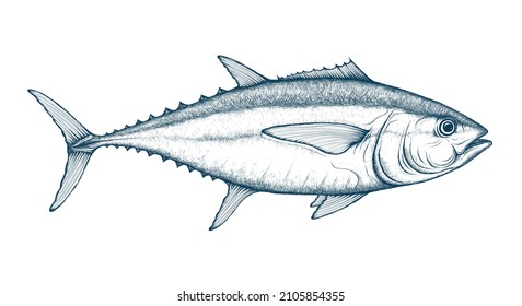 Thunfischskizze, Vektorgrafik. Großaugenthun, Gelbflossenthun, Weißer Thun. Ocean Fish Retro Stil Illustration. Salzwasser-Angeldoodle.