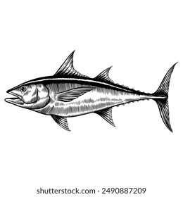 Tuna fish vintage illustration in engraving sketch hand drawing style