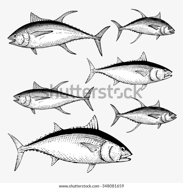 Tuna Illustrations Stock Vector (Royalty Free) 348081659 | Shutterstock