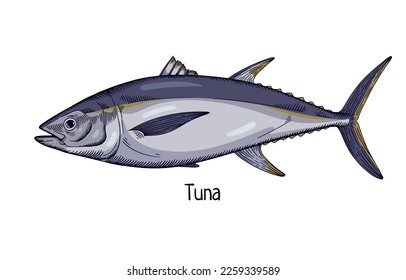 Tuna, retro-styled drawing of sea, ocean fish. Marine saltwater animal species profile in vintage style. Detailed realistic hand-drawn vector illustration isolated on white background