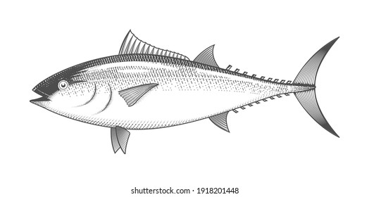 Thunfischskizze, handgezeichneter Fisch, Fischmenü, Fisch in Gravur, Vektorgrafik