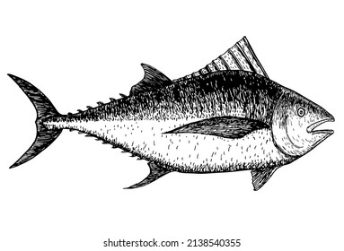 Tuna sketch. Hand drawn vector illustration of a fish isolated on a white background. Retro style.