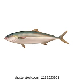 tuna with style hand drawn digital painting illustration