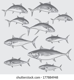 Tuna Vector Set - Commercial Species