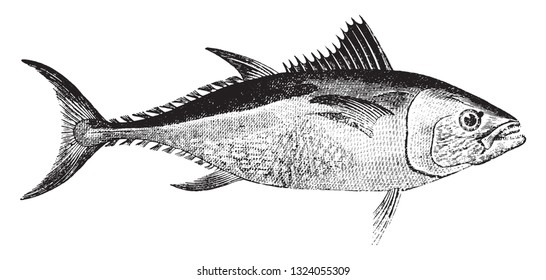 Tuna, vintage engraved illustration. 