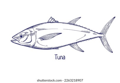 Tuna, vintage outlined engraved drawing. Sea, ocean fish drawn in retro etched style. Marine saltwater animal species. Detailed contoured handdrawn vector illustration isolated on white background