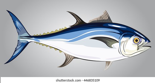 Tuna Yellow fin on grey background