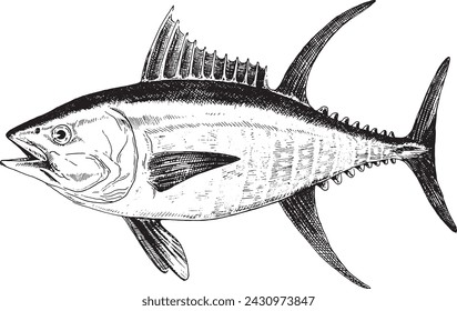 Tuna yellowfin, fish collection. Healthy lifestyle, delicious food. Hand-drawn images.