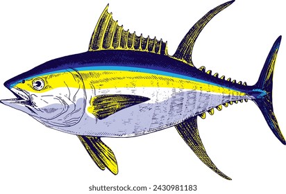 Tuna yellowfin, fish collection. Healthy lifestyle, delicious food. Hand-drawn images.