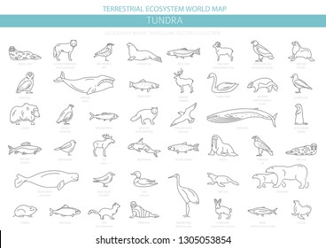 Tundra biome. Simple line style. Terrestrial ecosystem world map. Arctic animals, birds, fish and plants infographic design. Vector illustration