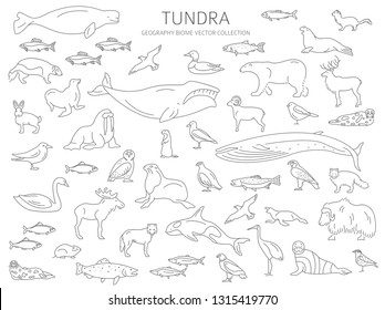 Tundra biome. Simple line style. Terrestrial ecosystem world map. Arctic animals, birds, fish and plants infographic design. Vector illustration