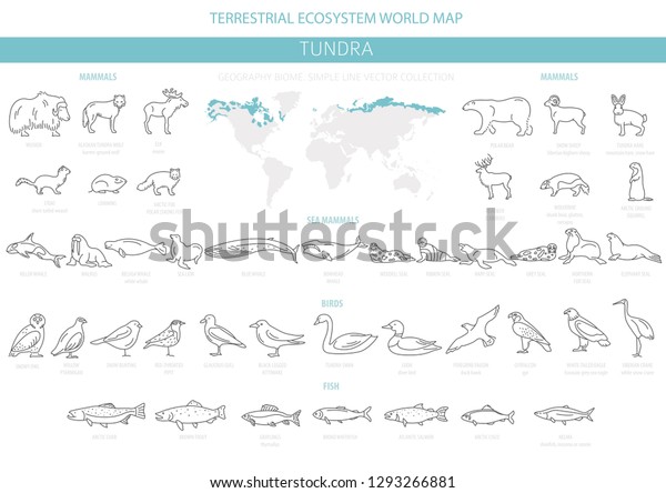 Tundra Biome Simple Line Style Terrestrial Stock Vector (Royalty Free ...