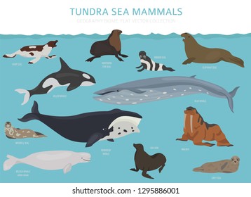 Tundra biome. Terrestrial ecosystem world map. Arctic sea mammals infographic design. Vector illustration