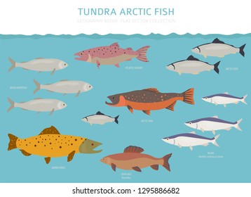 Tundra biome. Terrestrial ecosystem world map. Arctic fish infographic design. Vector illustration