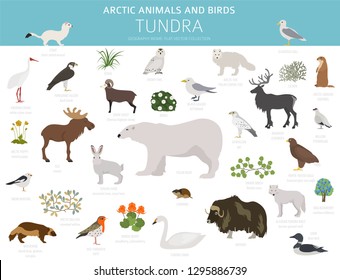 Bioma de tundra. Mapa mundial del ecosistema terrestre. Diseño infográfico de animales y aves del Ártico. Ilustración del vector