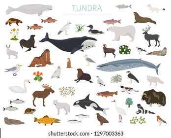 Tundra biome. Terrestrial ecosystem world map. Arctic animals, birds, fish and plants infographic design. Vector illustration