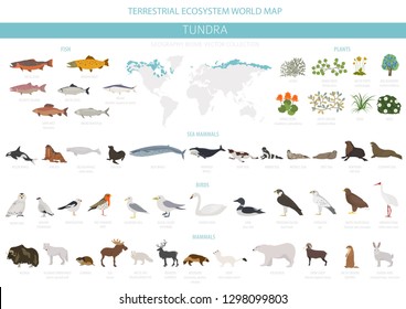 Tundra biome. Terrestrial ecosystem world map. Arctic animals, birds, fish and plants infographic design. Vector illustration svg