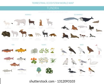 Tundra biome. Terrestrial ecosystem world map. Arctic animals, birds, fish and plants infographic design. Vector illustration