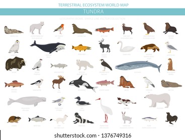 Tundra biome. Terrestrial ecosystem world map. Arctic animals, birds, fish and plants infographic design. Vector illustration