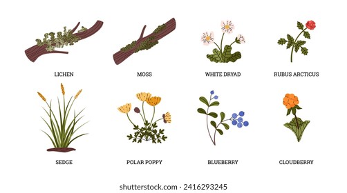 Tundra plant collection vector flat set. White dryad, blueberry, rubus arcticus, sedge, polar poppy, cloudberry, lichen and moss. Wild north herbs, forest flora with titles isolated on white