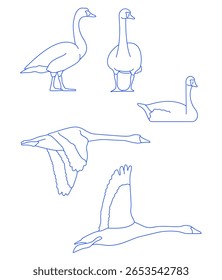 Cisne-Tundra Cisne-Tundra