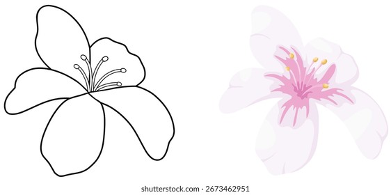 Tung Vector de flores y contorno para colorear