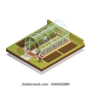 Tunnel shaped plastic greenhouse facility with workers watering  plants and fertilizing seedlings isometric composition vector illustration 