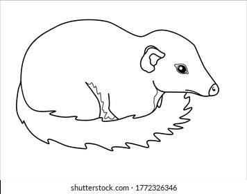 Tupaia - small primate - vector linear picture for coloring. Asian small animal - tupaia common. Tupaia cub - coloring book element. Outline