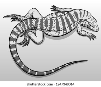 Tupinambis teguixin. Black white lizard vector illustration. svg