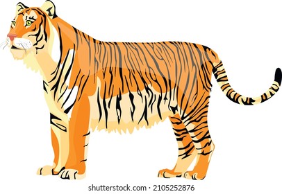 The Turanian or Caspian tiger is an extinct subspecies. Vector illustration