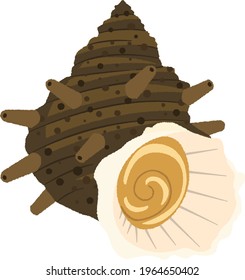 Turbo cornutus, the oblique aperture is rounded and is about 3.5 cm in diameter, and is green or red-brown. Japanese use fish for sushi and sashimi at Japanese restaurant.