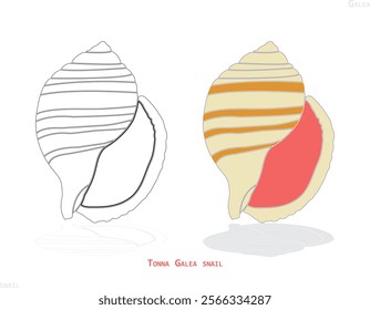 turbo snail conch sea shell, sketch style vector illustration isolated on white background. Realistic saltwater conch, sea snail shell