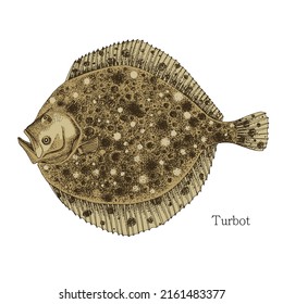 Turbot fish hand drawn realistic illustration