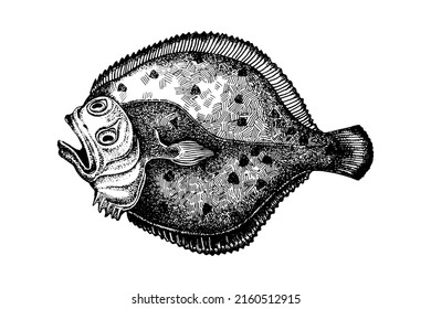 Turbot fish sketch. Hand drawn vector illustration. Seafood design element for packaging. Engraved style illustration. Flounder fish label.