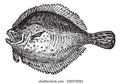 Turbot or Scophthalmus maximus, vintage engraved illustration. Dictionary of Words and Things - Larive and Fleury - 1895