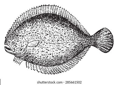 Turbot, vintage engraved illustration. Natural History of Animals, 1880.
