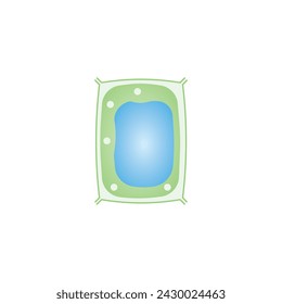 Turgid Plant Cell Scientific Design. Vector Illustration.	