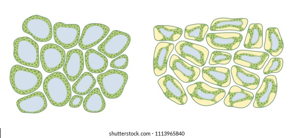 Turgor pressure in plant cells