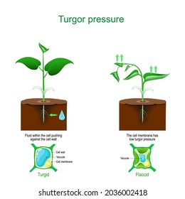 turgor pressure. Plant cells osmosis. vector illustration