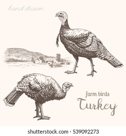 Turkey 1. Vector illustration a bird turkey and countryside 