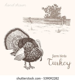 Turkey 2. Vector Illustration A Bird Turkey And Countryside 