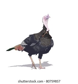 Turkey