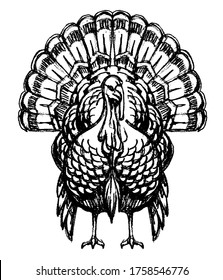 Turkey Animal Bird Sketch, Front View Illustration